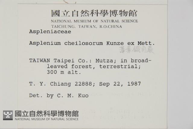 薄葉孔雀鐵角蕨、邊孢鐵角蕨藏品圖，第2張