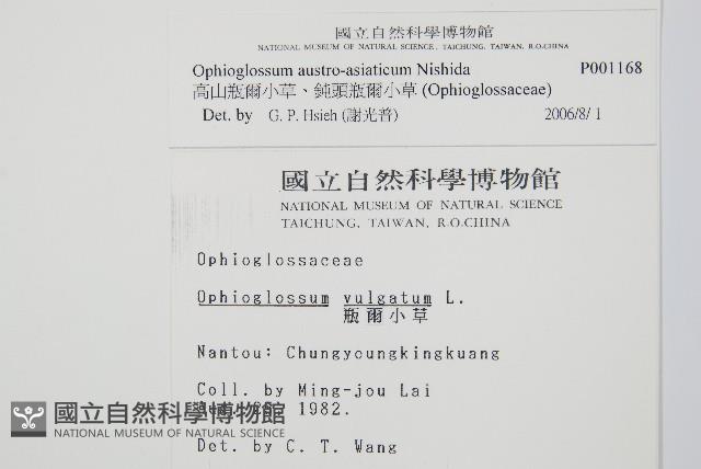 高山瓶爾小草、鈍頭瓶爾小草藏品圖，第2張