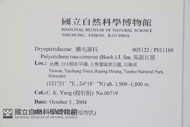 馬祖耳蕨藏品圖，第2張