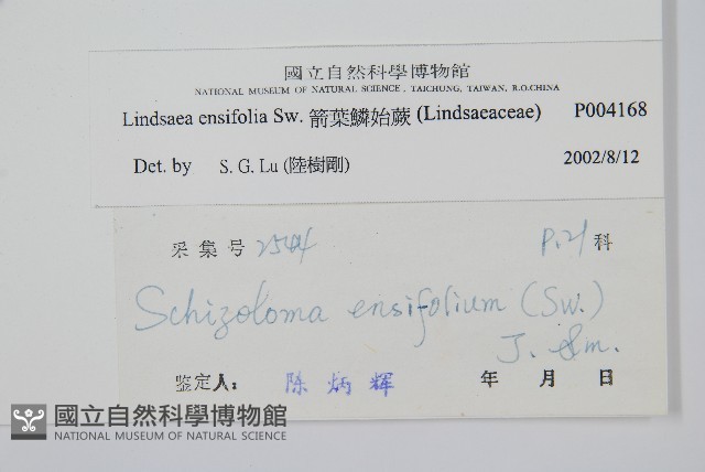 箭葉鱗始蕨藏品圖，第2張