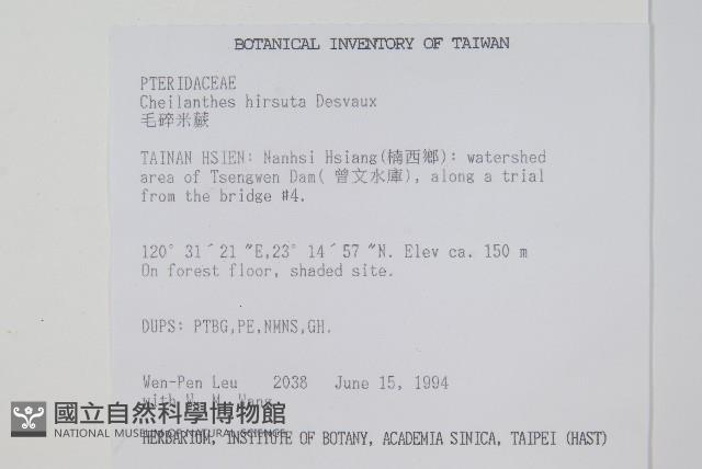 毛碎米蕨藏品圖，第2張