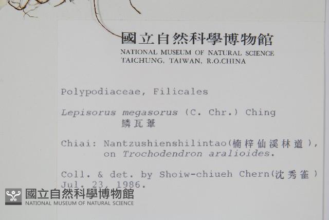 玉山瓦葦藏品圖，第2張