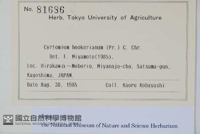 狹葉貫眾蕨藏品圖，第2張