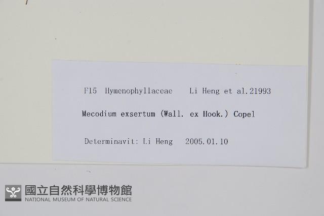 毛蕗蕨藏品圖，第2張