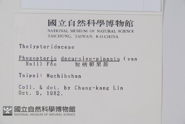 翅軸假金星蕨、短柄卵果蕨藏品圖，第2張