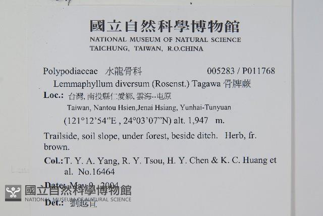 骨牌蕨藏品圖，第2張