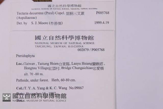 翅柄三叉蕨藏品圖，第2張