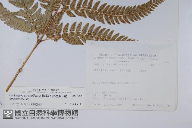 細葉複葉耳蕨藏品圖，第2張