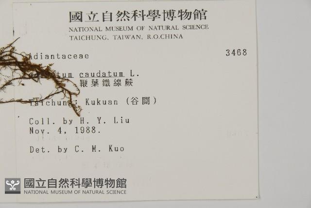 鞭葉鐵線蕨藏品圖，第2張