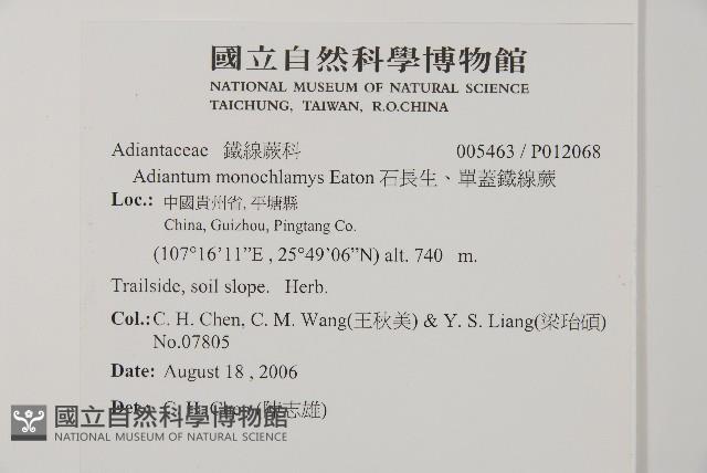 鐵線蕨藏品圖，第2張