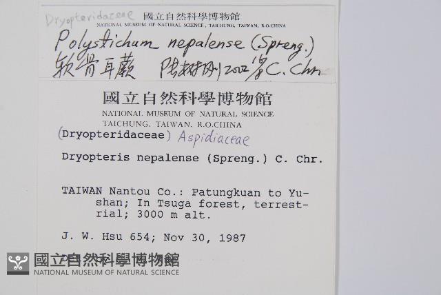 軟骨耳蕨藏品圖，第2張