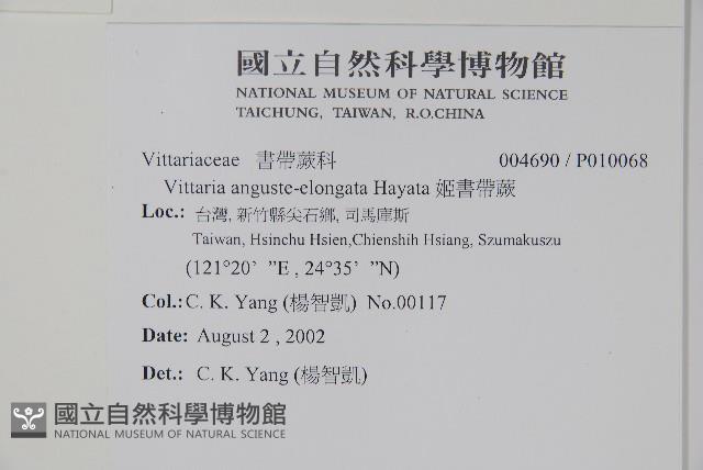 姬書帶蕨藏品圖，第2張