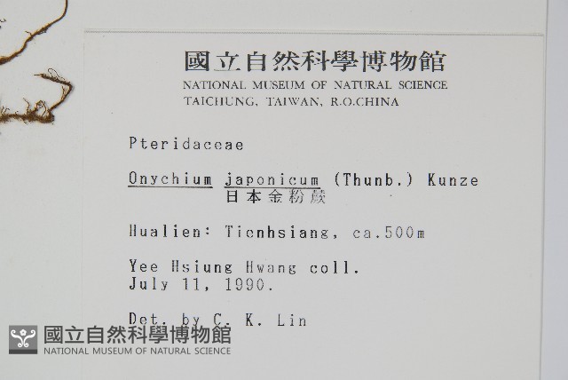 日本金粉蕨藏品圖，第2張