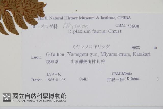 深山雙蓋蕨藏品圖，第2張