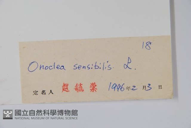 球子蕨藏品圖，第2張
