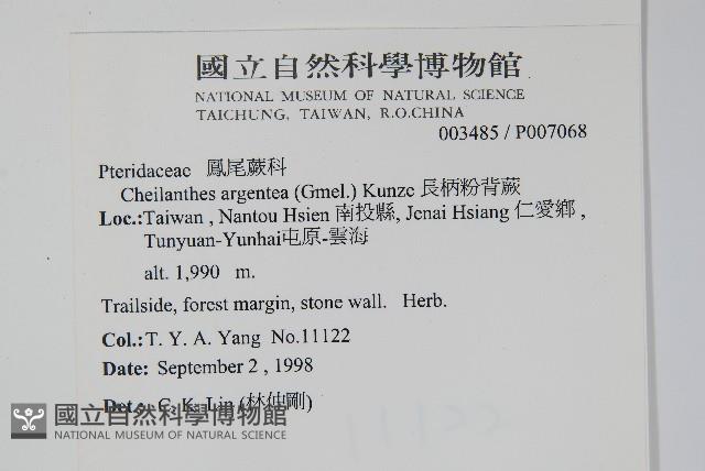 長柄粉背蕨藏品圖，第2張