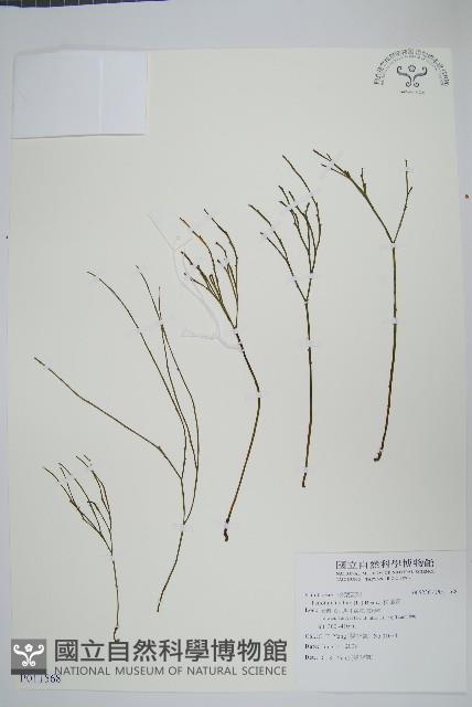 松葉蕨藏品圖，第1張