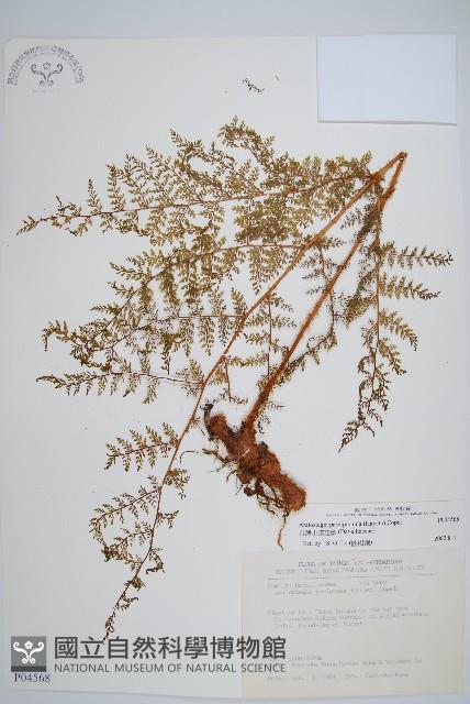 台灣小膜蓋蕨藏品圖，第1張