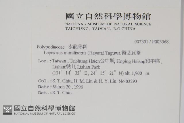 擬芨瓦葦藏品圖，第2張