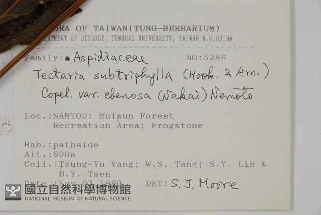 紫柄三叉蕨藏品圖，第4張