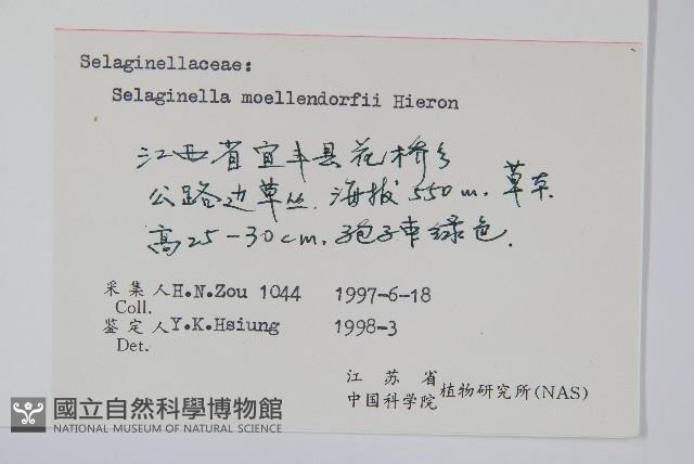 江南卷柏藏品圖，第2張