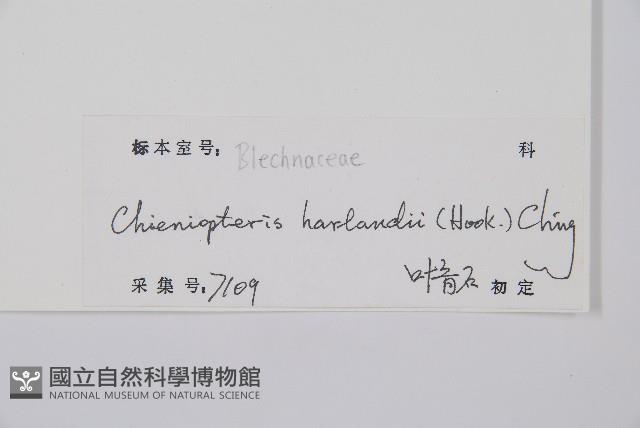 崇澍蕨藏品圖，第2張