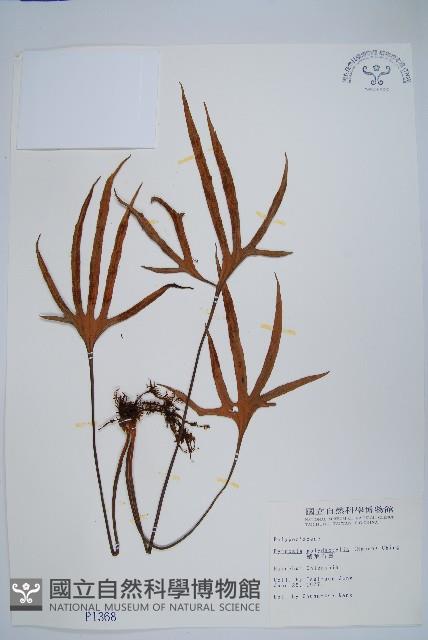 槭葉石葦藏品圖，第1張