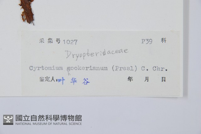 貫眾蕨藏品圖，第2張