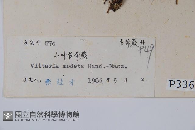 小葉書帶蕨藏品圖，第2張