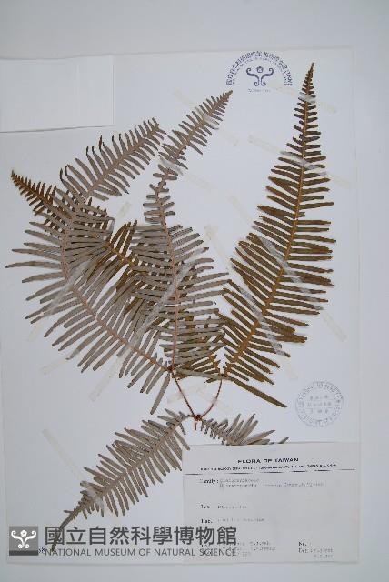 芒萁藏品圖，第1張