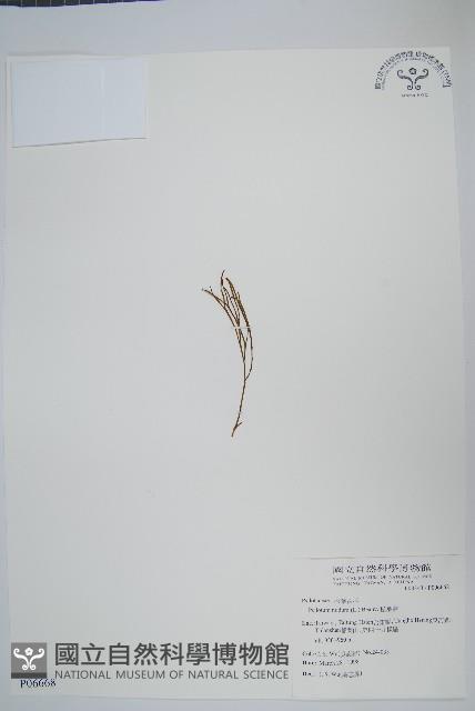 松葉蕨藏品圖，第1張