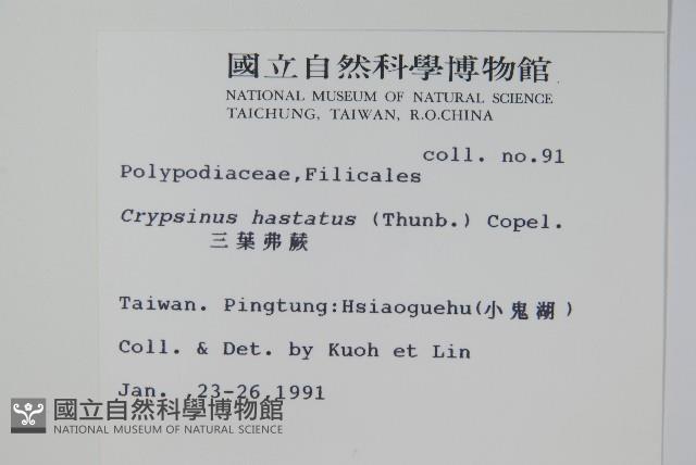 三葉茀蕨藏品圖，第2張