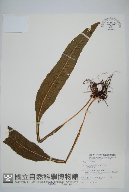 萊氏線蕨藏品圖，第1張