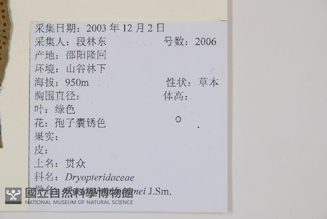 貫眾蕨藏品圖，第2張