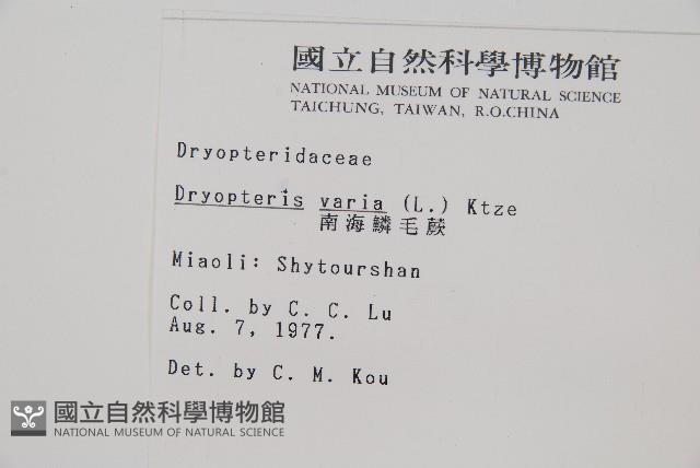 南海鱗毛蕨藏品圖，第2張