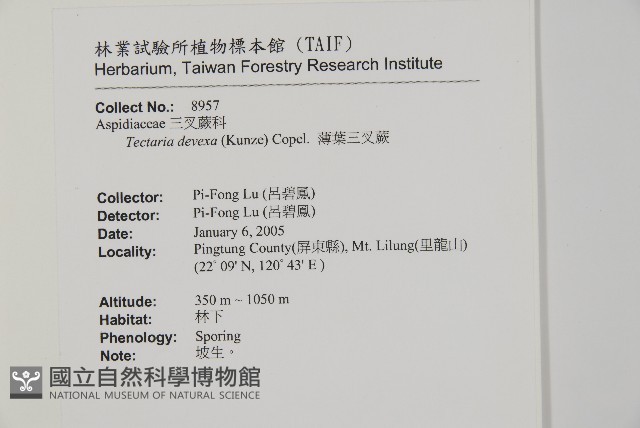 薄葉三叉蕨藏品圖，第2張