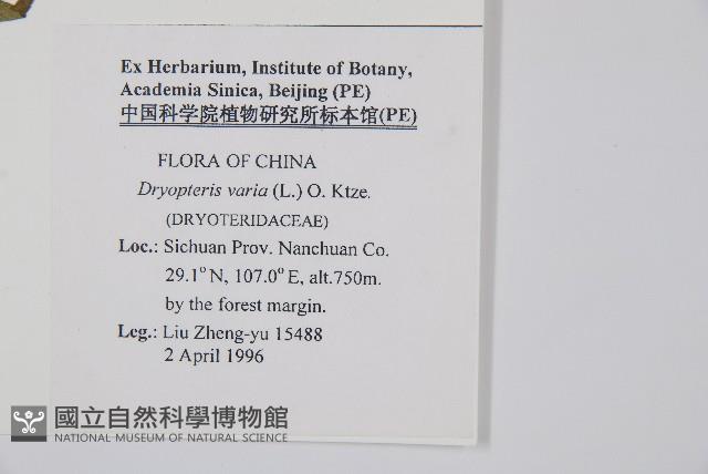 南海鱗毛蕨藏品圖，第2張