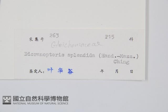 大羽芒藏品圖，第2張