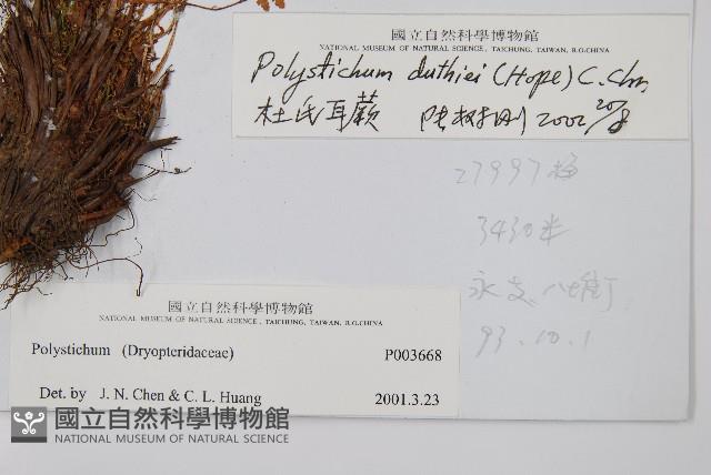 杜氏耳蕨藏品圖，第2張