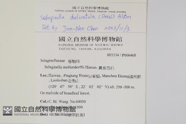 全緣卷柏藏品圖，第2張