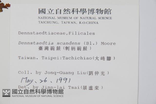 刺柄碗蕨藏品圖，第2張