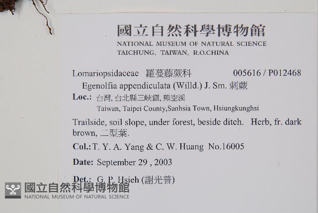 刺蕨藏品圖，第2張