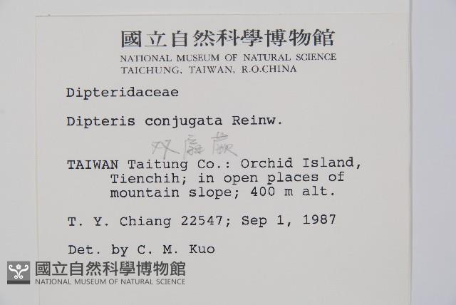 雙扇蕨藏品圖，第2張