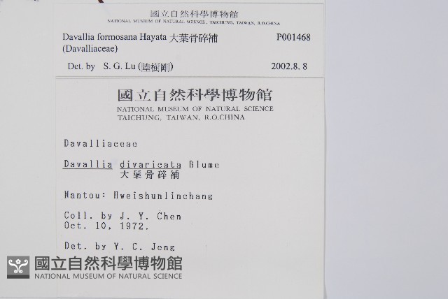 大葉骨碎補、台灣骨碎補、骨碎補藏品圖，第2張