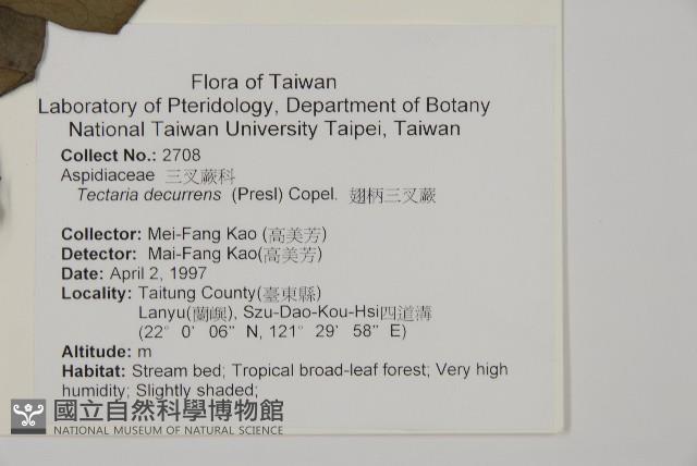 翅柄三叉蕨藏品圖，第2張