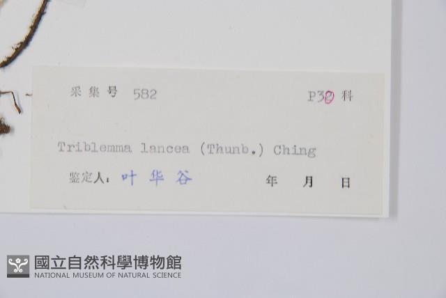 單葉雙蓋蕨藏品圖，第2張