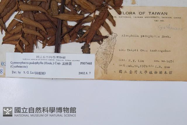 黑桫蕨藏品圖，第2張