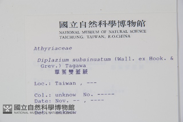 單葉雙蓋蕨藏品圖，第2張
