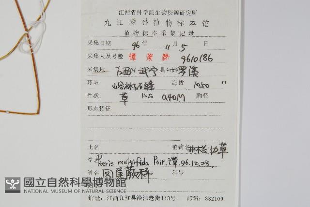 鳳尾蕨藏品圖，第2張