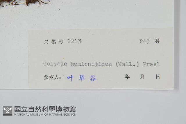 斷線蕨藏品圖，第2張